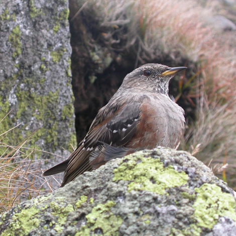 Alpine Accentor-Ecotours-KondorEcoLodge-Hungary-223-Img3662 vagott