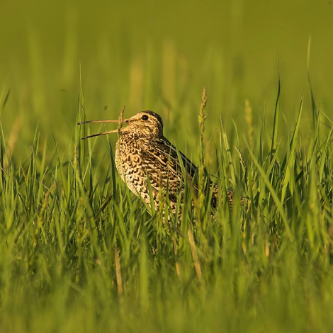 Great Snipe-Ecotours-KondorEcoLodge-Hungary-010 vagott