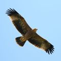 Imperial_Eagle_Ecotours_Kondor_EcoLodge_Hungary_parlagi_sas_csonkapeter_7605.jpg