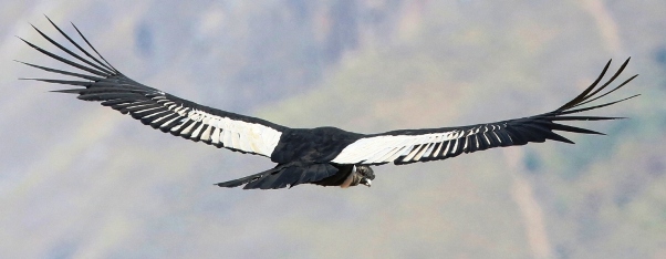 Andean Condor male Peru Birding Tour NEWSletterbe 602x  S05A2258crop
