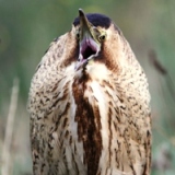 Bittern IMG 8226 200x200