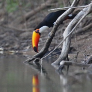 Brasil Pantanal TocoTucan S05A0503 190x190