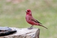 Caucasian Great Rosefinch-Ecotours-Kondor EcoLodge-Hungary-583-rubicilla-large