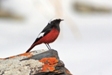 Guldenstadts Redstart-Ecotours-Kondor EcoLodge-Hungary-582-phoenicurus