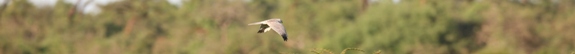 IMG 6190-Pallid Harrier-csik-NEWS-575x54