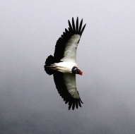 King Vulture Ecotours-Latin America-Kondor EcoLodge-IMG 3224-190x190