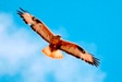 Long-legged Buzzard-Ecotours-Kondor EcoLodge-Hungary-longleggedbuzz