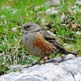 Mangart Alpine_Accentor