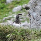 Mangart Ptarmigan