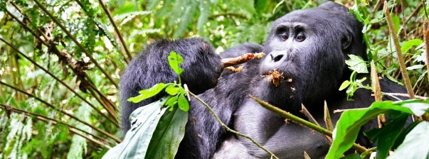 Mountain Gorilla IMG 9440 vagva 602x224