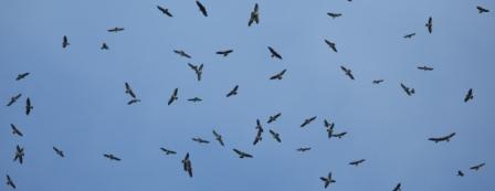 Raptor Migration Panama-S05A0868