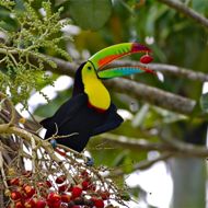 S04A4574 - Panama Keel-billed Toucan