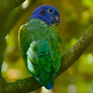 S04A4718-Panama-Blue-headed Parrot