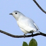 S05A7534-Snowy Cotinga male-E-closer-160x160