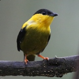 S05A7609-Golden-collared Manakin-crop160x160