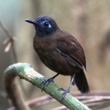 S05A7618-Chestnut-backed Antbird-crop160x160