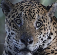 S05A9779 Jaguar Pantanal Brasil 190x190