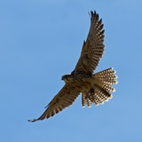 Saker Falcon Phototour Howard Birley Ecotours Kondor EcoLodge