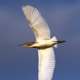 Squacco Heron IMG 8092 200x200