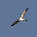 Pallid_Harrier_Ecotours_Kondor_EcoLodge_Hungary_pallidharrier_jav-29145.jpg