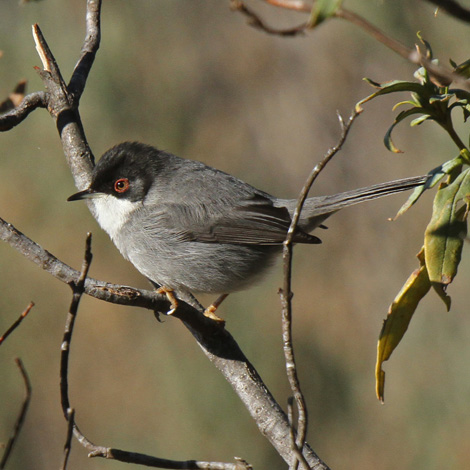 Sardinian warbler-Ecotours-KondorEcoLodge-Hungary-BrianClasper vagott