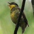 Shrike-like Cotinga Brazil Atlantic Forest REGUA-Ecotours Worldwide S05A0953-SMALL.JPG