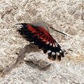 Wallcreeper_Ecotours_Kondor_EcoLodge_Hungary_225_birding.jpg