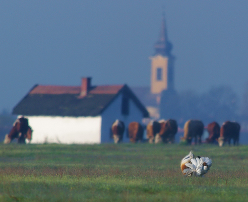 736 Great Bustard and Culture kicsi