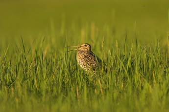 Great Snipe-Ecotours-KondorEcoLodge-Hungary-010