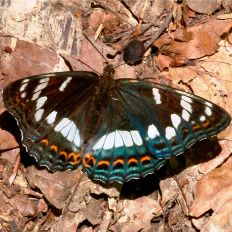 Poplar Admiral Ecotours Kondor EcoLodge Hungary 100 2681 A crop kicsi