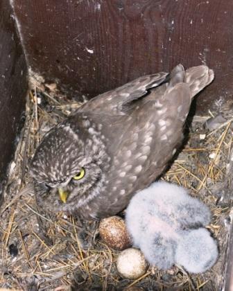 Little Owl on nest 2 small