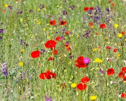 Wildflowers