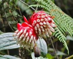 Wildflowers