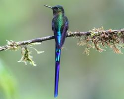 Birds Ecuador Galapagos