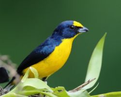 Birds-Guatemala