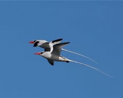 Panama -birds-nature and culture