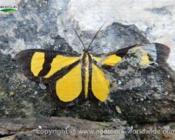 Mexico Butterfly