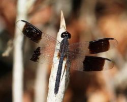 Dragonflies Latin America