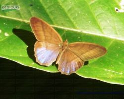 Costa Rica Butterflies