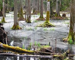 Landscape & habitat