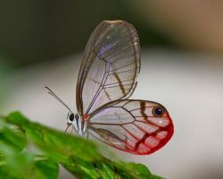 Insect Bfly-Dfly-Moth